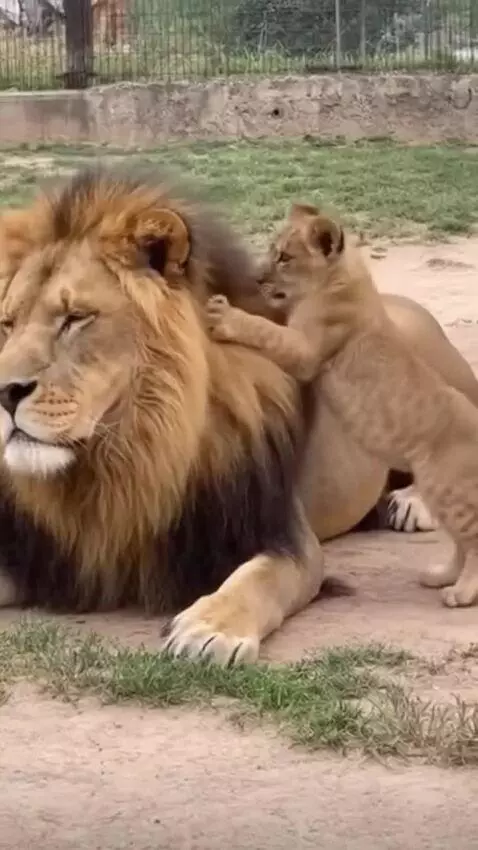 AI Video from prompt: A lion lies in a clearing. A lion cub approaches