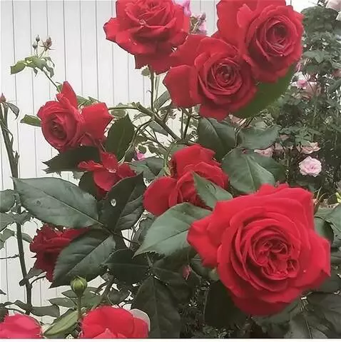 AI Video from prompt: roses sway in the wind in drops of water