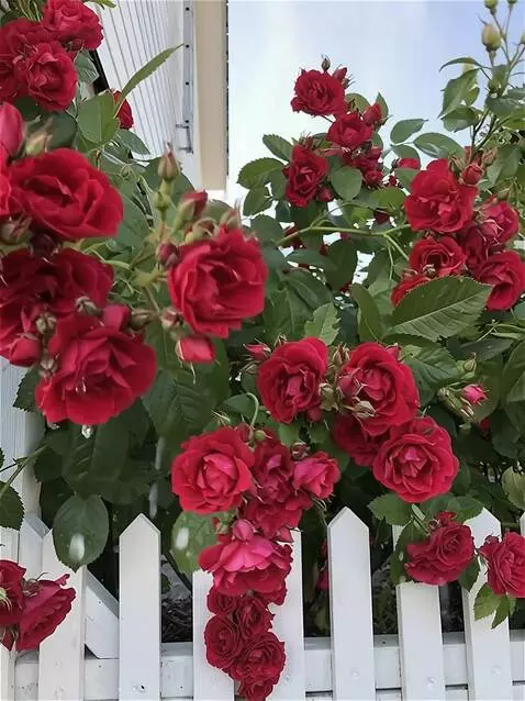 AI Video from prompt: roses sway in the wind in drops of water
