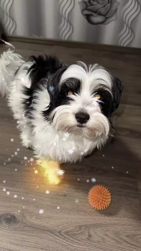 AI Video from prompt: the small dog from the input photo stands in a s