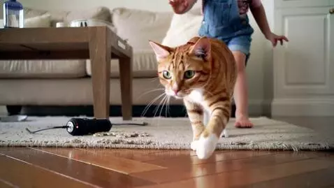 AI Video from prompt: The cat chases after the laser dot, the child "h