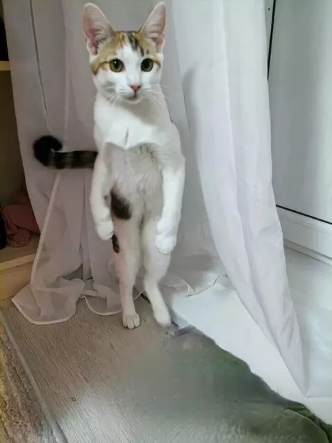 AI Video from prompt: For a cat to dance like a human right in the mid