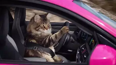 AI Video from prompt: A main coon kitten developing into a full grown 