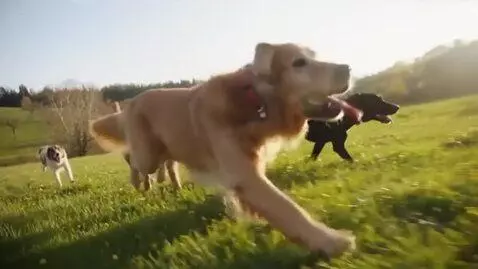 AI Video from prompt: dogs running in a field