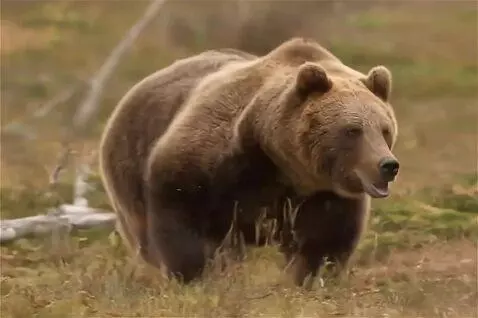 AI Video from prompt: Beautiful winter, the bears are running