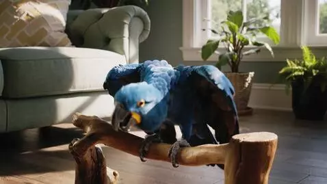 AI Video from prompt: highly detailed cinematic close-up of a vibrant 