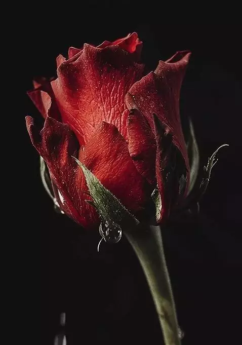 AI Video from prompt: roses sway in the wind in drops of water