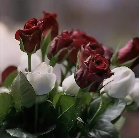 Wan 2.5 Preview video