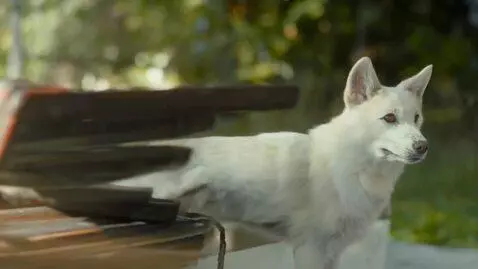 AI Video from prompt: hooker strips