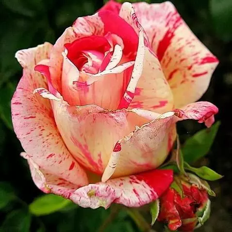 AI Video from prompt: roses swing in the wind in drops