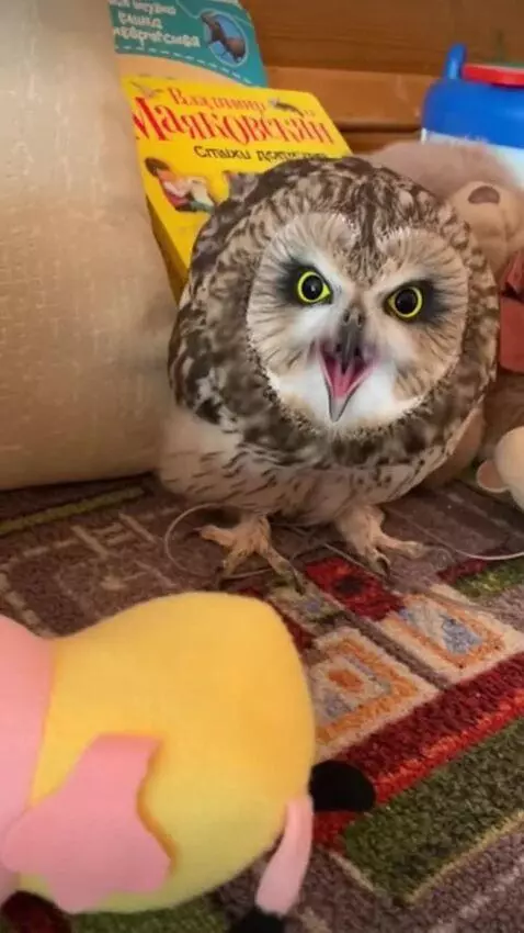 AI Video from prompt: Owl screams while it’s falling into Neptune