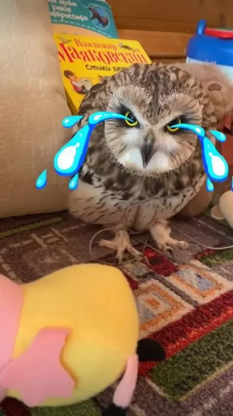 AI Video from prompt: Owl screams in tears and despair , while it’s fa