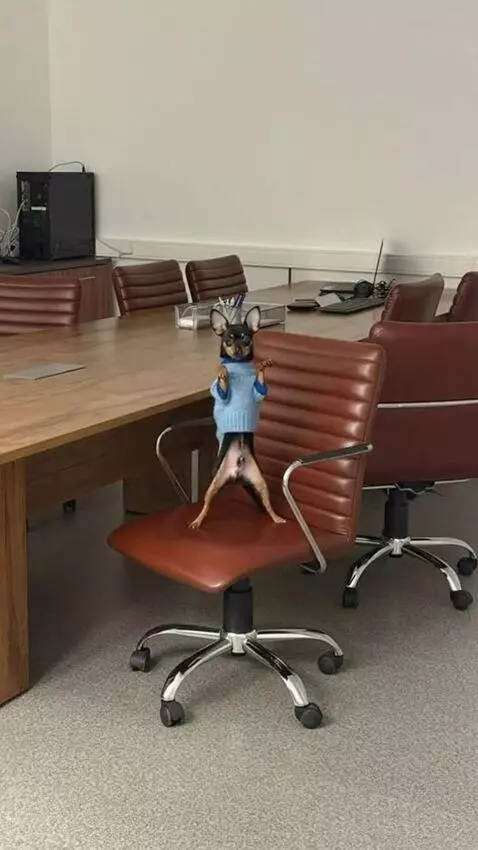 AI Video from prompt: a dog sitting on a chair stands up on its hind l