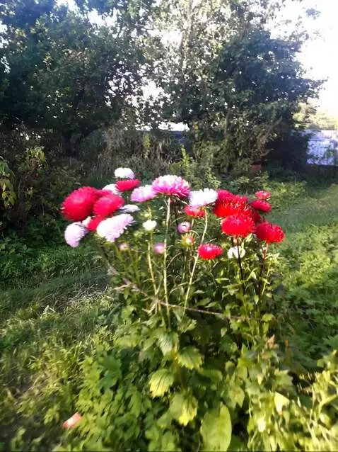 AI Video from prompt: The camera approaches the flowers and flies arou