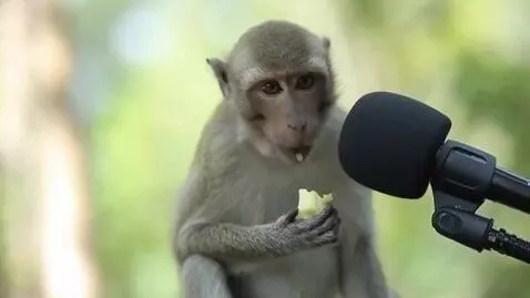 AI Video from prompt: a monkey asmr