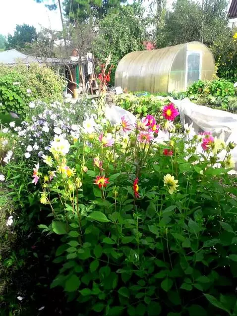 AI Video from prompt: The camera flies around the flowers in a panoram