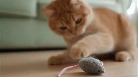 AI Video from prompt: Orange ginger tabby cat play with mouse