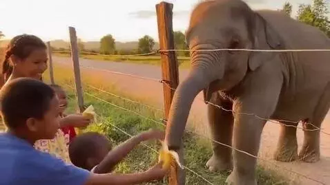 AI Video from prompt: A highly realistic, unedited phone video filmed 