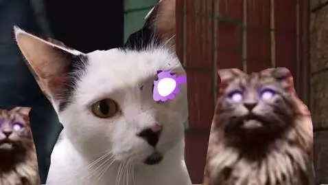 AI Video from prompt: Cats look at the camera and then meow and jump u