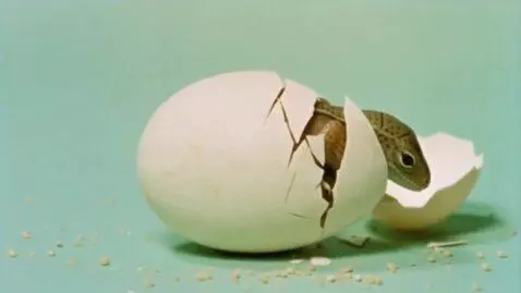 AI Video from prompt: 1950s educational film time-lapse style shot of 