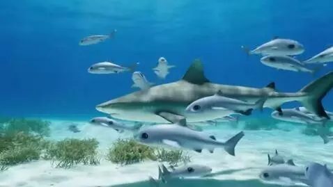 AI Video from prompt: A SHARK İS SWİMMİNG WİTH THE CUTE SHARKS
