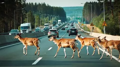 AI Video from prompt: 100 deer cross a busy highway