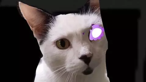 AI Video from prompt: He meows and licks his paw because a little smea