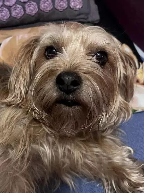 AI Video from prompt: The dog's face should express emotion. The eyes 