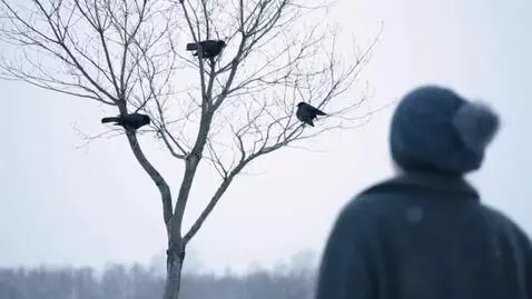 AI Video from prompt: I was of three minds, Like a tree In which there