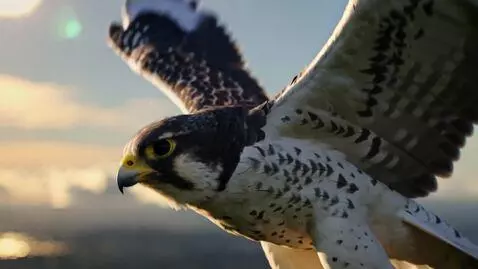 AI Video from prompt: Cinematic shot High quality, capturing the fine 