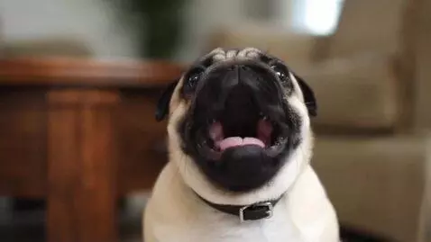 AI Video from prompt: There is a meme-video, where pug screams "batmee