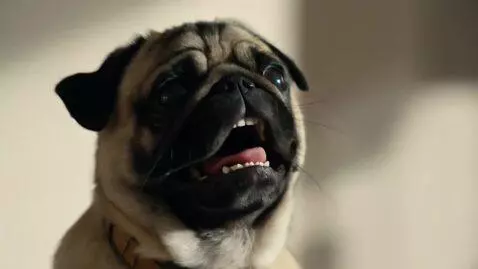 AI Video from prompt: There is a meme-video, where pug screams "batmee