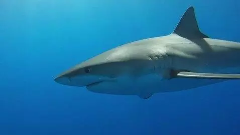 AI Video from prompt: a shark is swimming