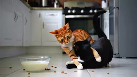 AI Video from prompt: Make a realistic video of two cats with differen