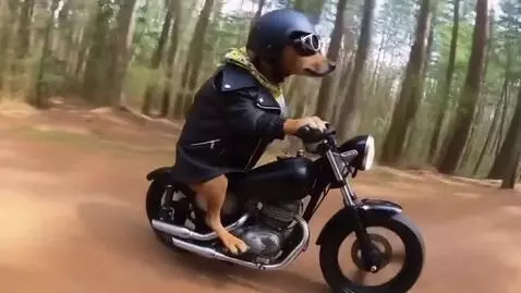 AI Video from prompt: A dog rides a motorcycle through the woods