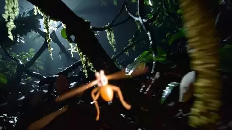 AI Video from prompt: Reframe this for firefly in forest instead  POV 
