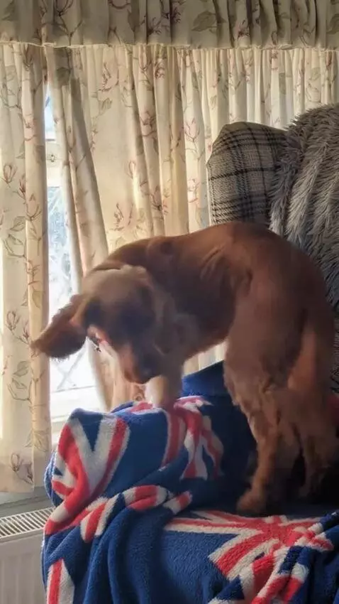 AI Video from prompt: Dog is excited. He is looking out the window rea