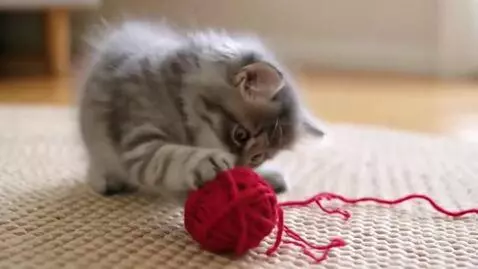 AI Video from prompt: cat ball gfa