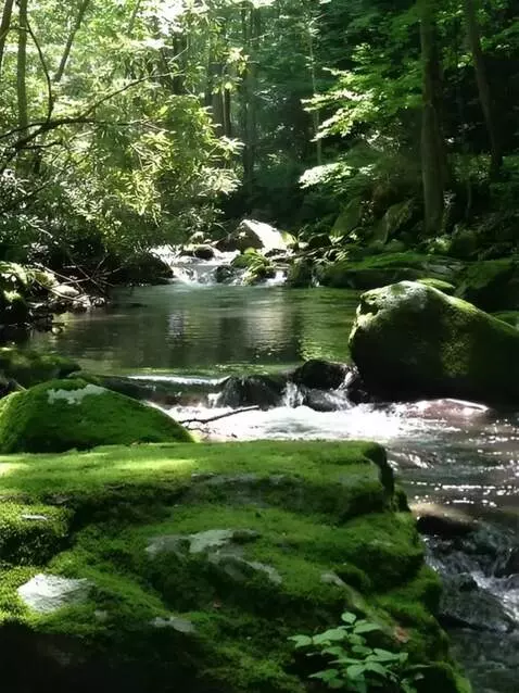 AI Video from prompt: The camera moves slowly forward over the stream.