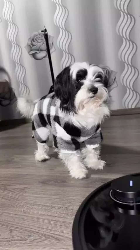 AI Video from prompt: small dog from the input photo faces a robot vac