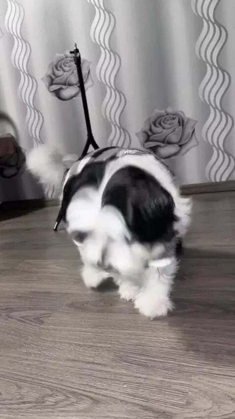 AI Video from prompt: small dog from the input photo sniffs a suitcase