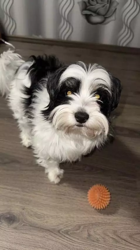 AI Video from prompt: A dog appears like a boss, slow motion entrance,