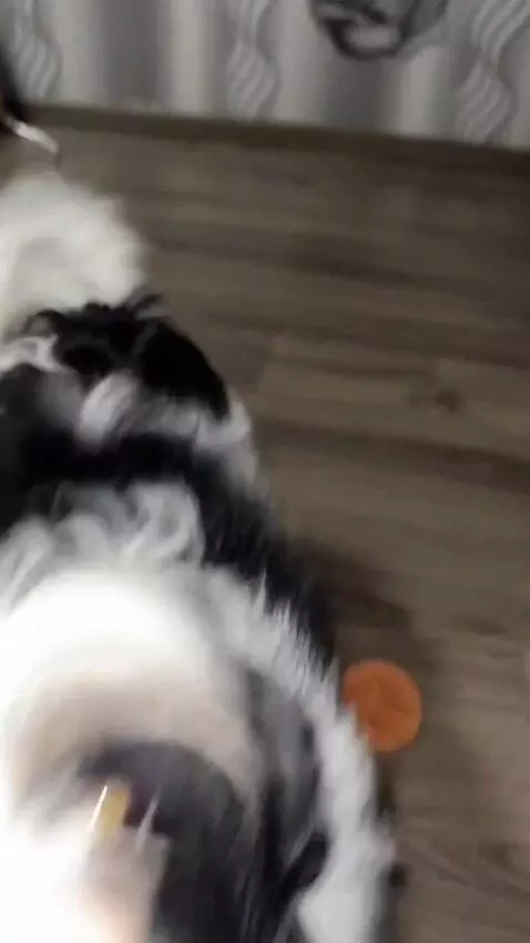 AI Video from prompt: A dog runs toward the camera with excitement, pl