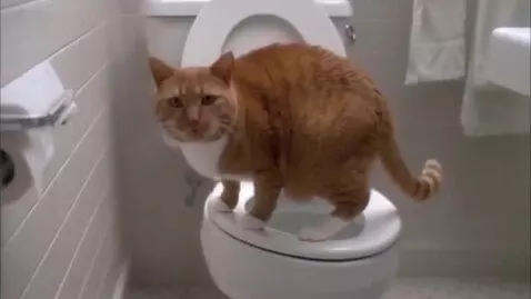 AI Video from prompt: The cat poops and then says "absolutely phimosis