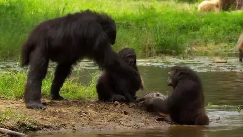 AI Video from prompt: "Gorila" with some "kids"