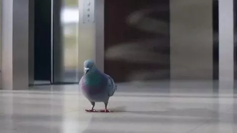 AI Video from prompt: A PIGEON COMES OUT OF THE ELEVATOR AND EXPLODES 