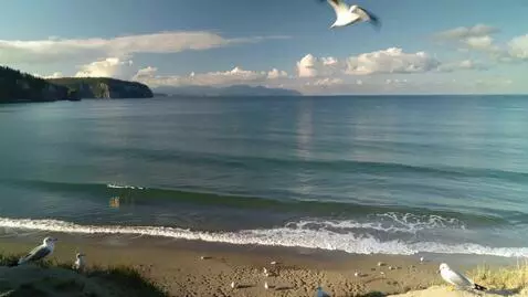 AI Video from prompt: Create an ocean...with smooth waves...calm, bird
