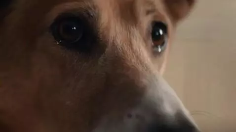 AI Video from prompt: A funny video of animals acting like humans in a