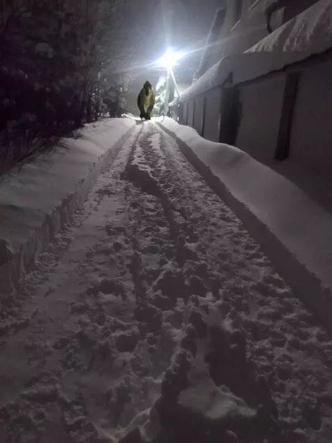 AI Video from prompt: Dinosaur slowly walks to the camera.