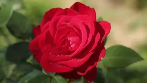 AI Video from prompt: beautiful rose